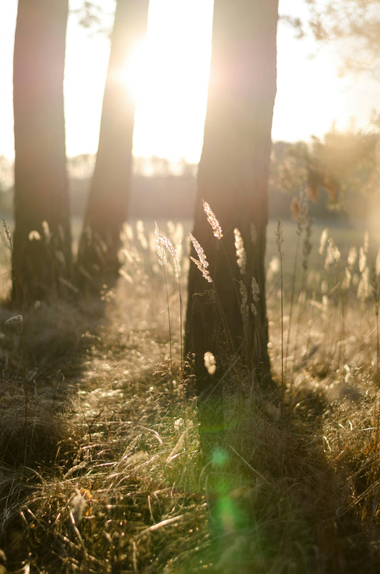 Unlocking Wellness: A Comprehensive Guide to Light Therapy